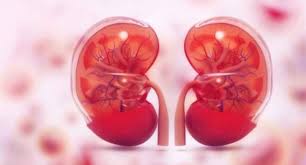 10 foods that you can eat to keep your kidneys healthy